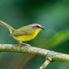 Lesnacek rezavohlavy - Basileuterus rufifrons - Rufous-capped Warbler o3344